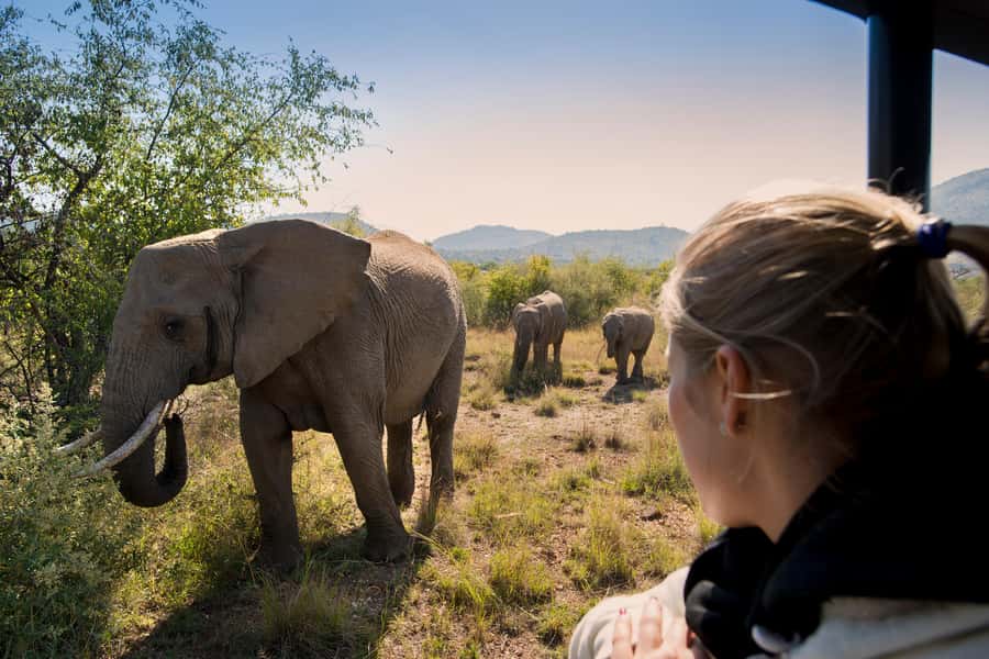 Pilanesberg: Two-Day Camping Adventure from Johannesburg - First game drive: three hours in an open vehicle