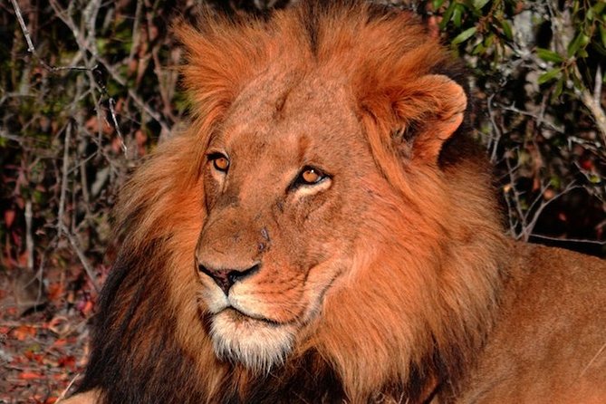 Pilanesberg Wildlife Safari - Why Pilanesberg works for a one-day safari