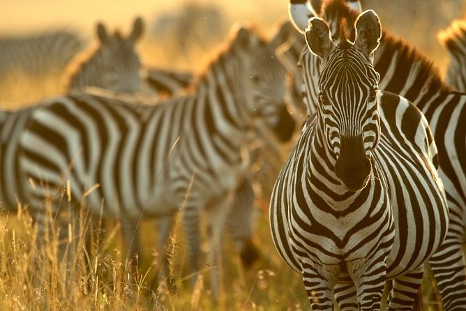 Pilanesberg Wildlife Safari - Searching for the Big Five