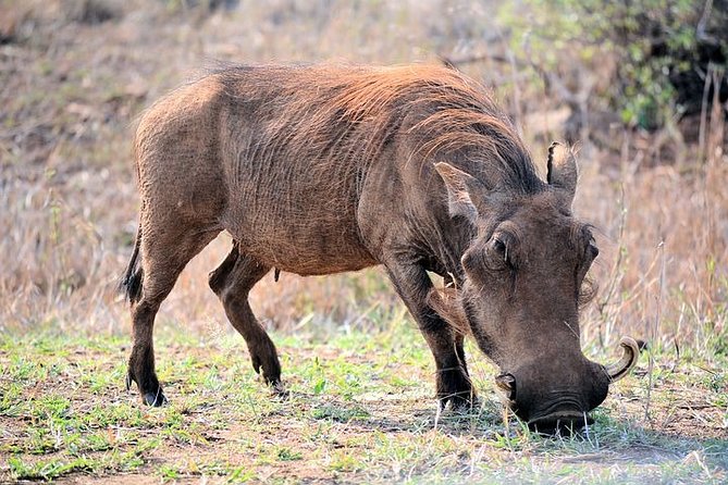 Pilanesberg Wildlife Safari - What the guide adds to the day