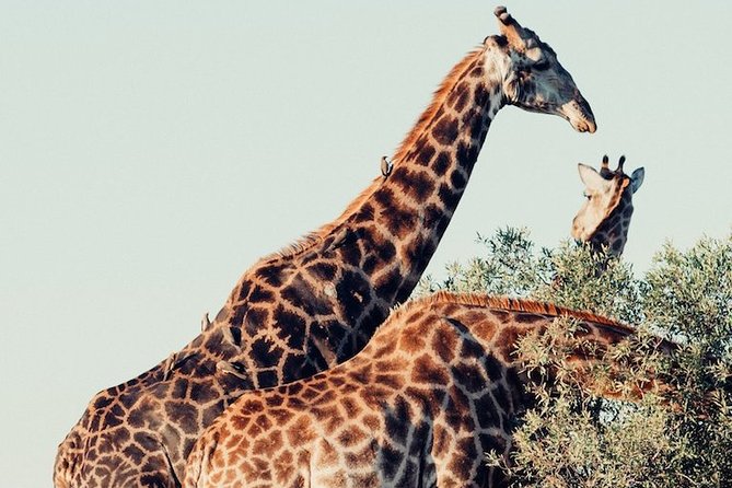 Pilanesberg Wildlife Safari - Timing, comfort, and the day’s main drawback