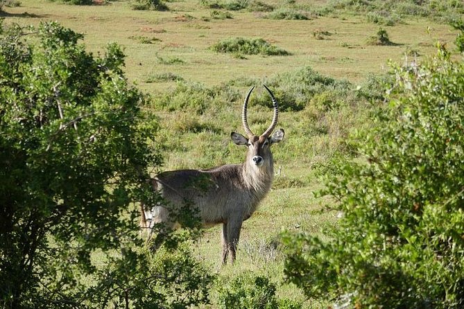 Pilanesberg Wildlife Safari - Who should book this Pilanesberg day trip