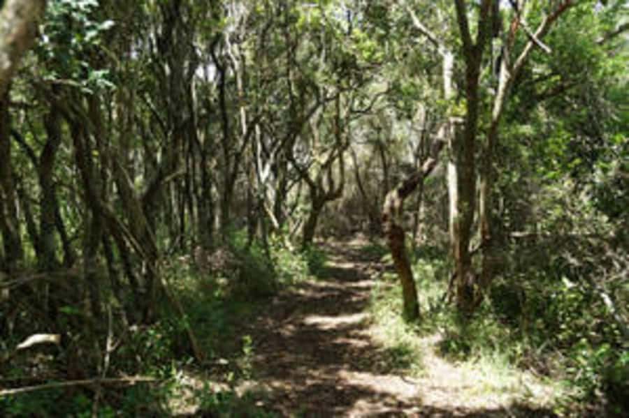 Plettenberg: 2-Hour Zipline Tour - Starting at A13a Airport Road in Plettenberg