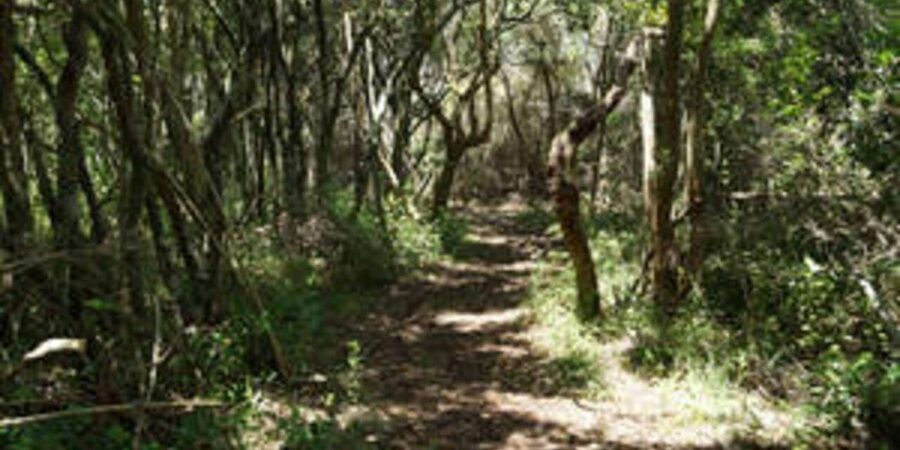 Plettenberg: 2-Hour Zipline Tour - Who should book this Plettenberg activity?
