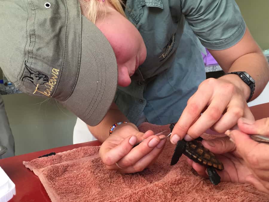 Plettenberg Bay: Cats in Conservation Full Day Tour - Why this Tenikwa day feels different