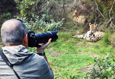 Cats in Conservation Full Day Tour