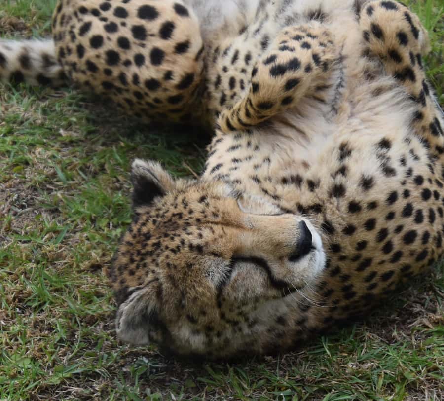Plettenberg Bay: Cats in Conservation Full Day Tour - Meeting the wild cats of South Africa