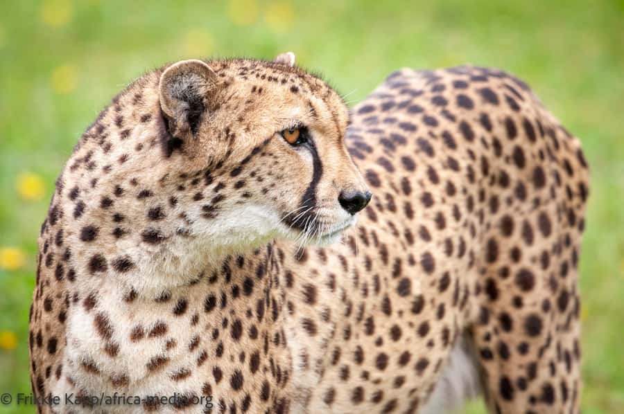 Plettenberg Bay: Cats in Conservation Full Day Tour - The wildlife hospital and rehabilitation work