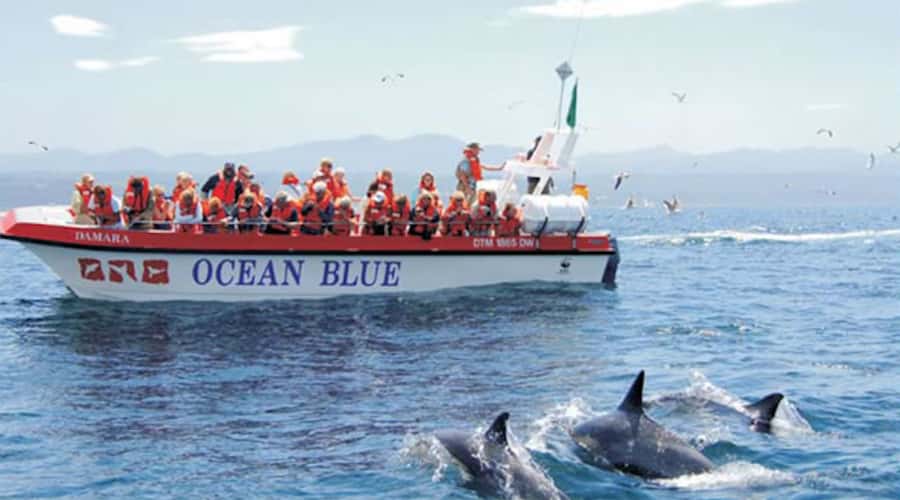 Plettenberg Bay: Dolphin and Marine Boat Tour - Starting at Ocean Blue Adventures in Plettenberg Bay