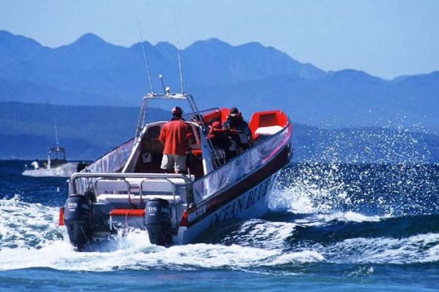 Plettenberg Bay: Dolphin and Marine Boat Tour - Crossing the bay with seabirds and possible whales