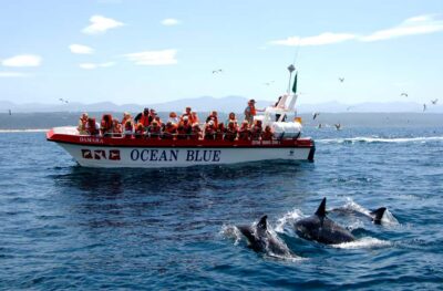 Dolphin and Marine Boat Tour