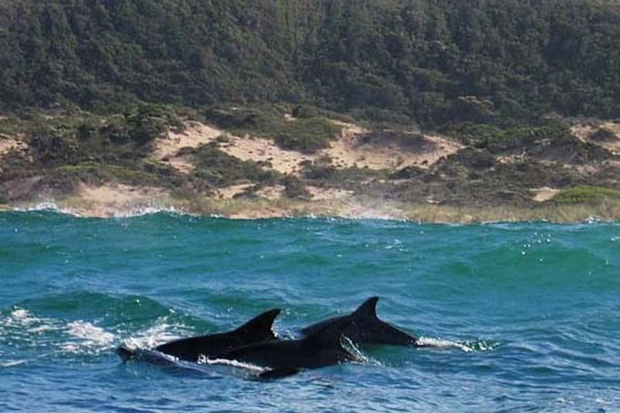 Plettenberg Bay: Dolphin and Marine Boat Tour - Reaching Robberg’s Wild Side