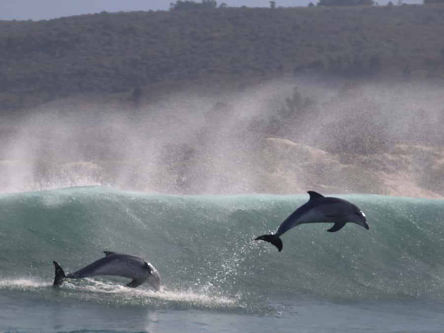 Plettenberg Bay: Dolphin and Marine Boat Tour - Returning along Robberg’s inner side