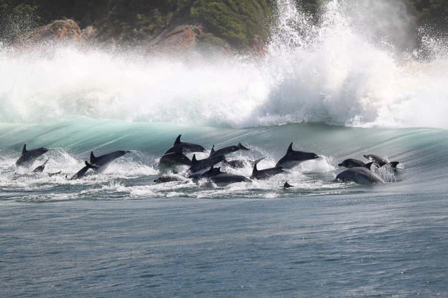 Plettenberg Bay: Dolphin and Marine Boat Tour - The final run past Robberg Beach and Beacon Island