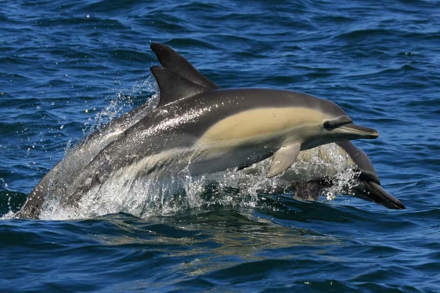 Plettenberg Bay: Dolphin and Marine Boat Tour - What the $46 price delivers