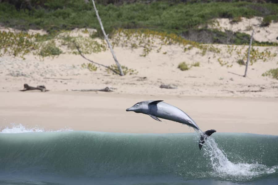 Plettenberg Bay: Dolphin and Marine Boat Tour - Who will enjoy this boat tour most