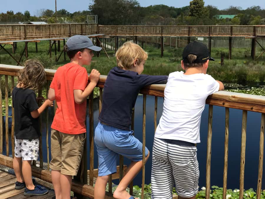 Plettenberg Bay: EcoKidz Family Wildlife Tour - Why Tenikwa works well for families