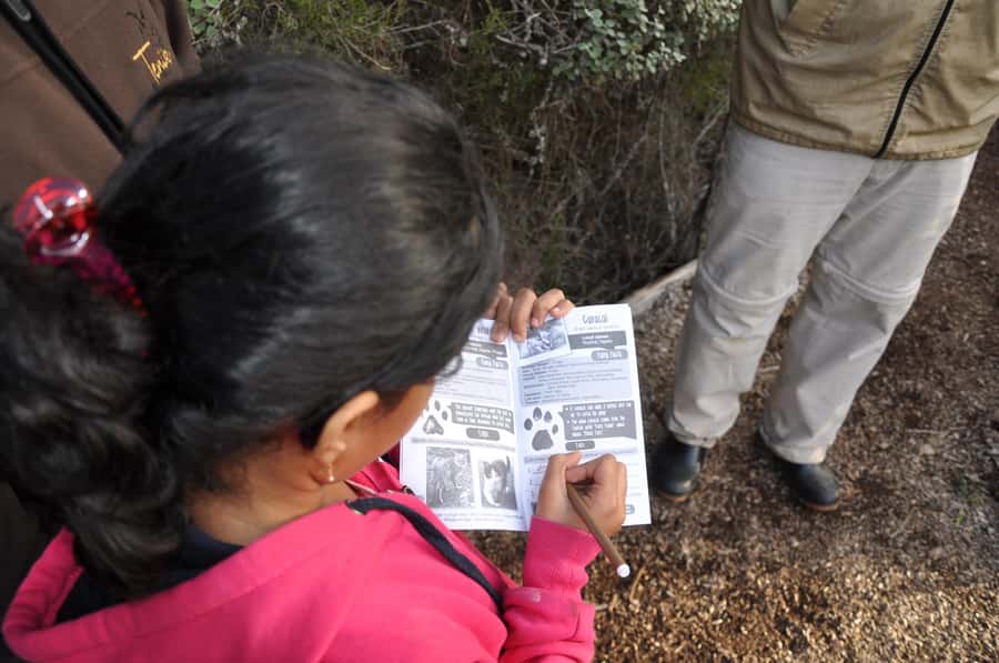 Plettenberg Bay: EcoKidz Family Wildlife Tour - Meerkats, owls, and the first animal lessons
