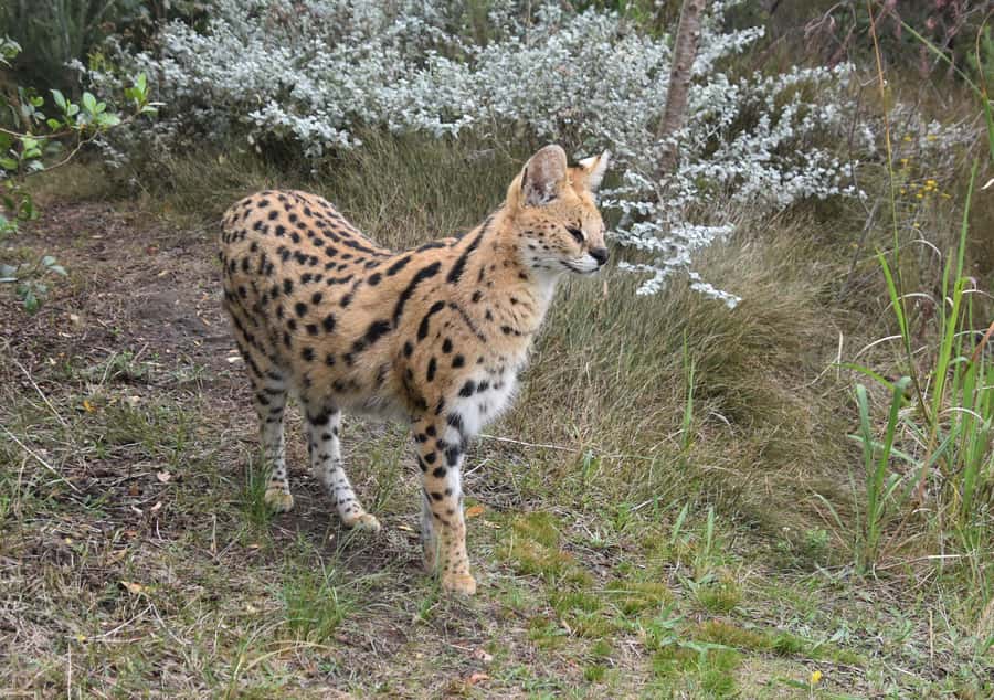 Plettenberg Bay: EcoKidz Family Wildlife Tour - Meeting the African wildcats