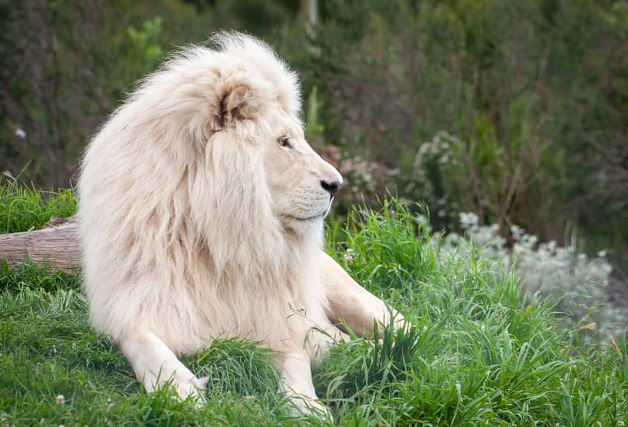 Plettenberg Bay: EcoKidz Family Wildlife Tour - Camp activities, shopping, and food stops