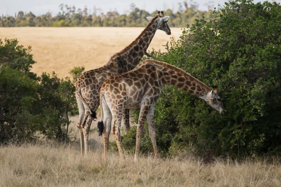 Plettenberg Bay Game Reserve: 2-Hour Game Drive - Starting at the Safari Center in Plettenberg Bay