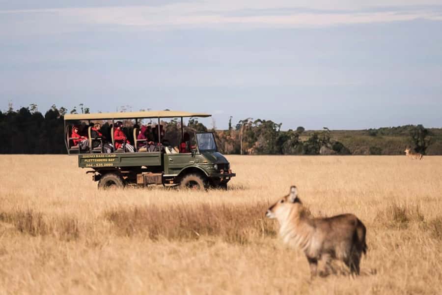 Plettenberg Bay Game Reserve: 2-Hour Game Drive - Rhinos, Leopards, and the Big 5 Question
