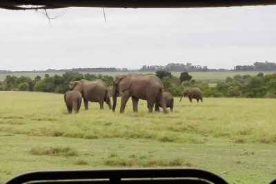 Plettenberg Bay Game Reserve: 2-Hour Game Drive