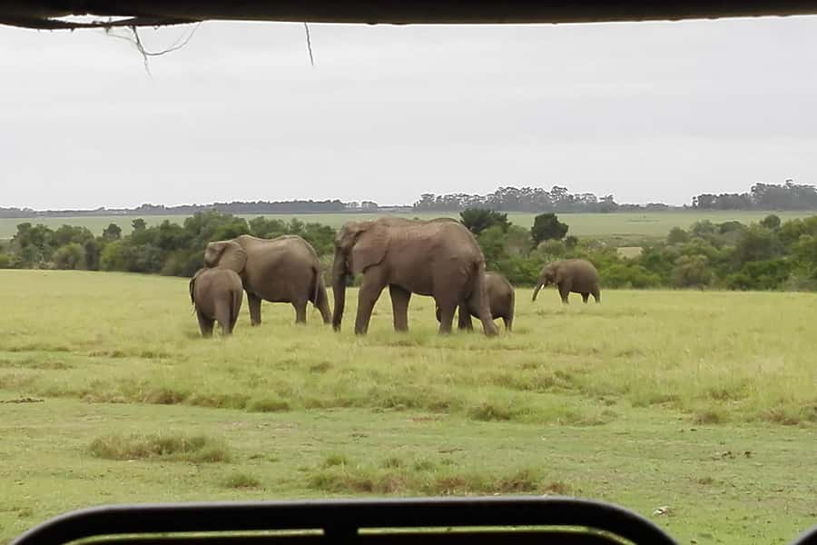 Plettenberg Bay Game Reserve: 2-Hour Game Drive - What the Two-Hour Drive Feels Like