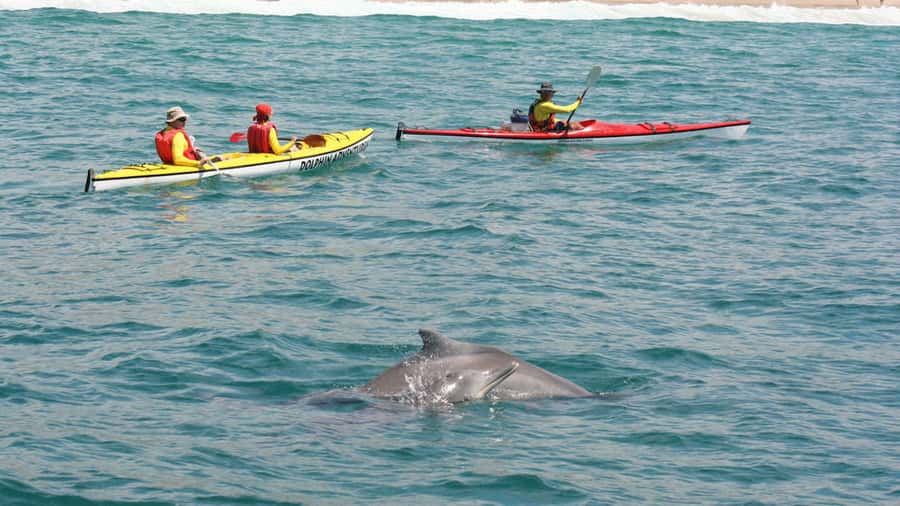 Plettenberg Bay: Guided Sea Kayak Tour - Key points to know before you paddle