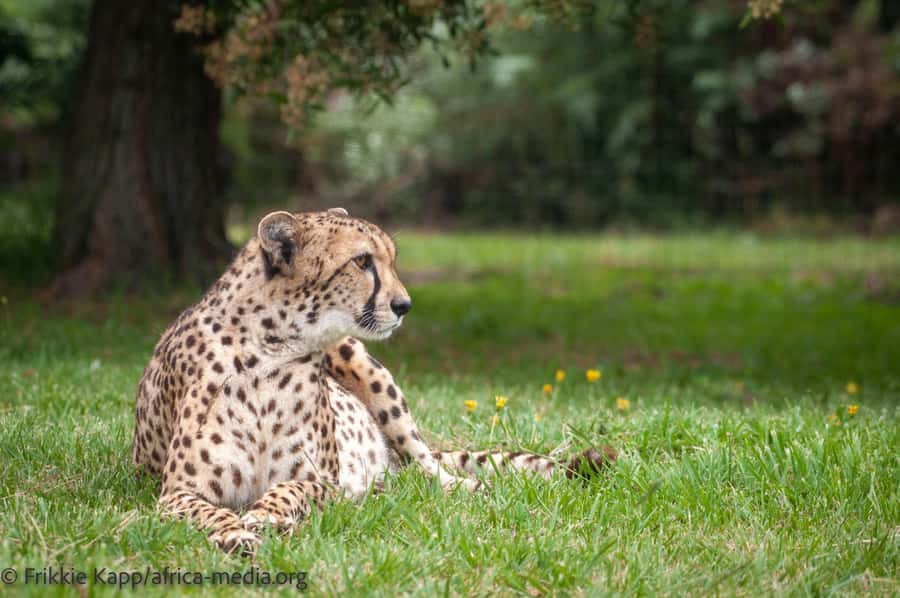 Plettenberg Bay: Private Guided Wildlife Photography Tour - Cheetahs and the conservation message