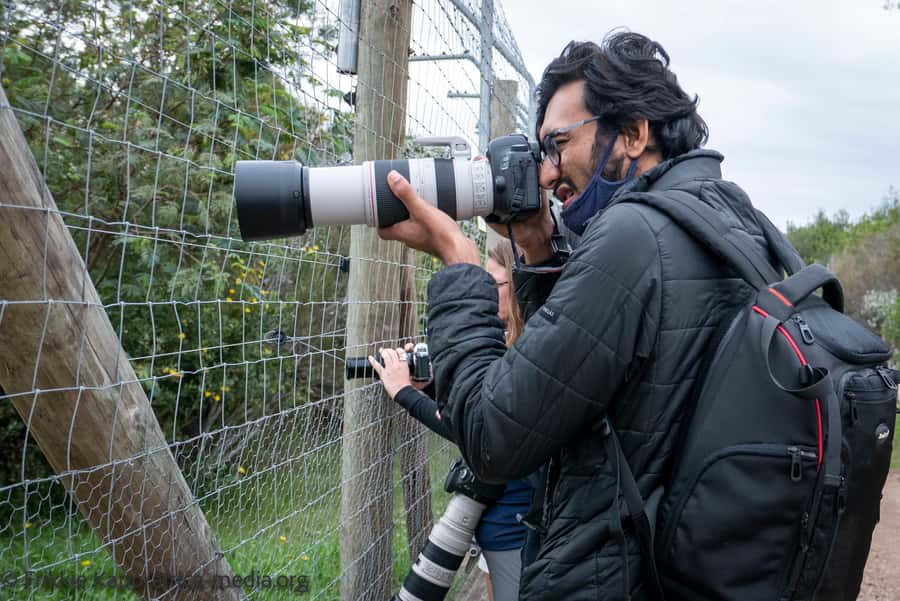 Plettenberg Bay: Private Guided Wildlife Photography Tour - The high lion walkway finale