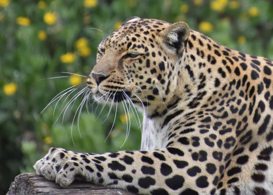 Plettenberg Bay: Private Guided Wildlife Photography Tour - Breaks, coffee, snacks, and the shop