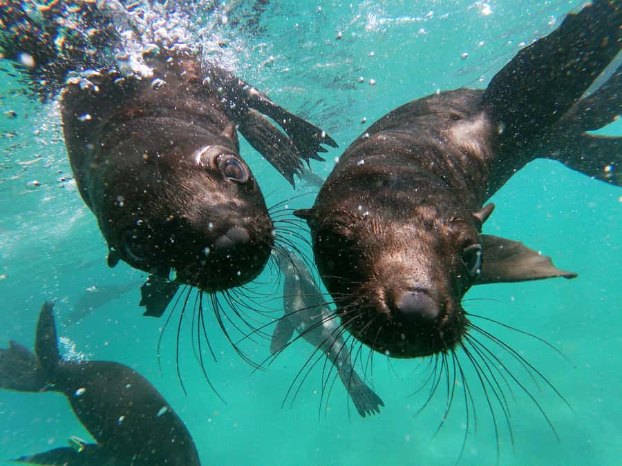 Plettenberg Bay: Seal Colony Viewing Excursion - Key Points At A Glance