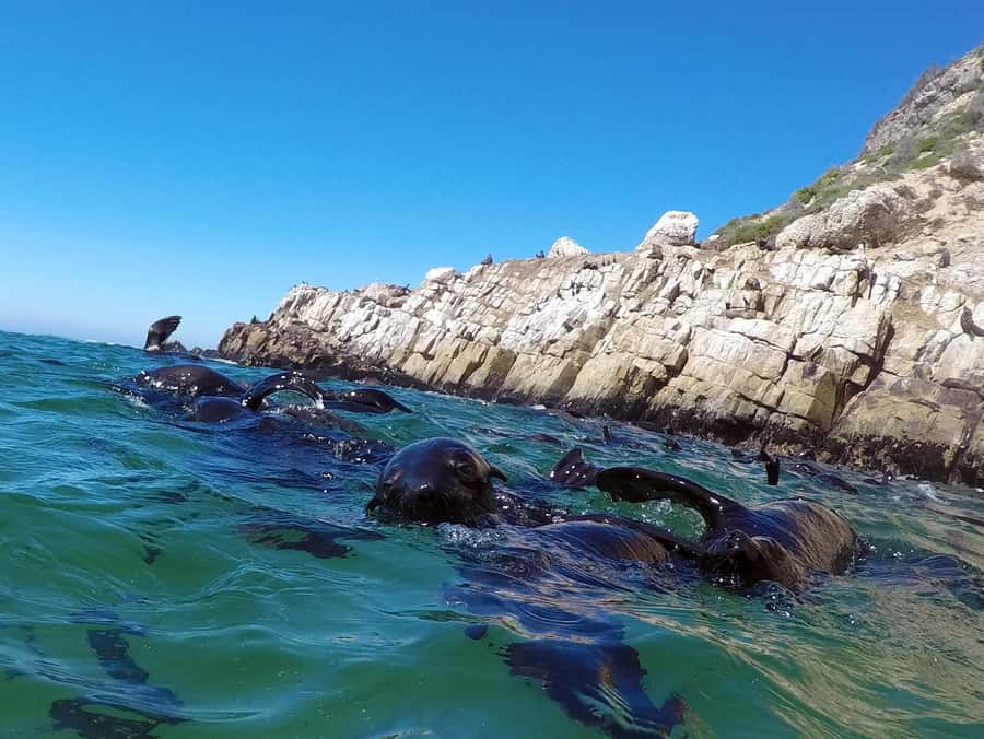 Plettenberg Bay: Seal Colony Viewing Excursion - The Coast Between Central Beach And Robberg