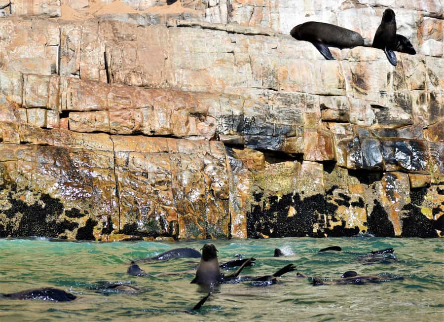 Plettenberg Bay: Seal Colony Viewing Excursion - What The Shared Boat Arrangement Means