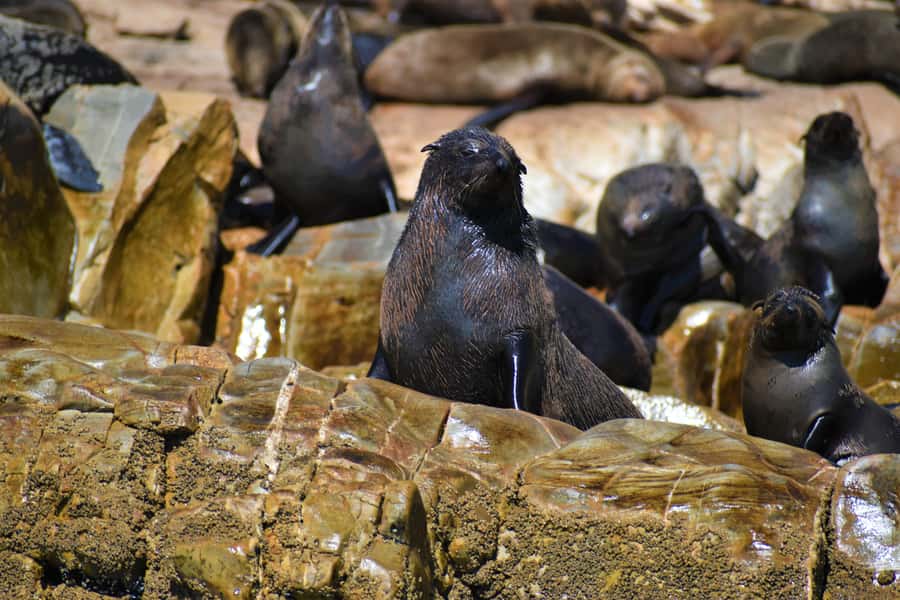 Plettenberg Bay: Seal Colony Viewing Excursion - Pictures, Food, And Extra Costs