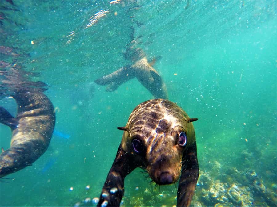 Plettenberg Bay: Seal Colony Viewing Excursion - Is $34 A Fair Price For 90 Minutes?