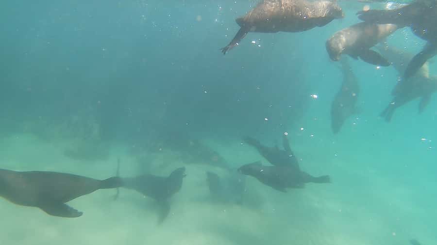 Plettenberg Bay: Seal Swimming Experience - Starting at Hobie Beach in Plettenberg Bay