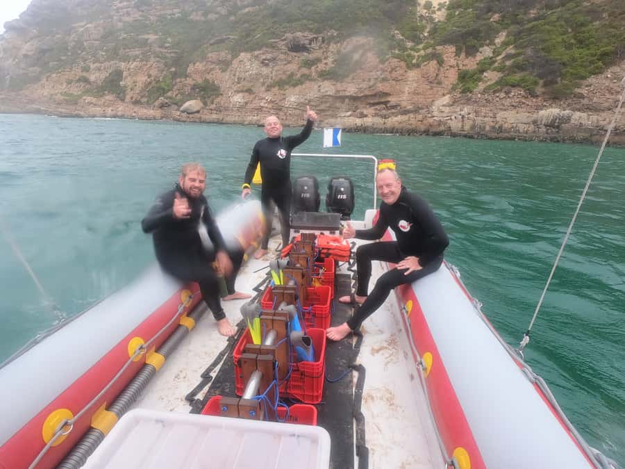 Plettenberg Bay: Seal Swimming Experience - Meeting the seals in their natural home
