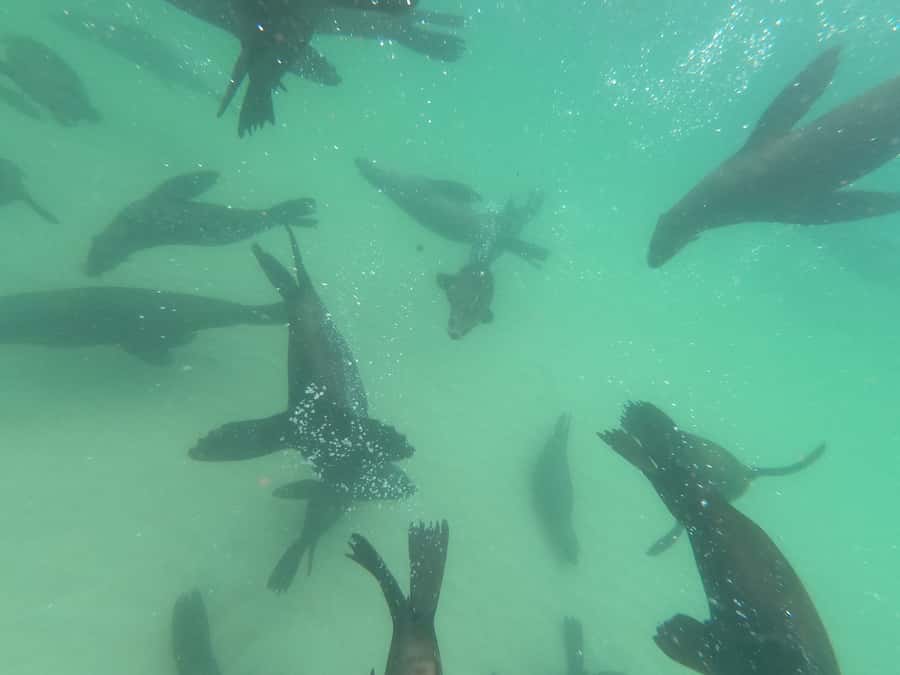 Plettenberg Bay: Seal Swimming Experience - Who will enjoy this seal swim most?