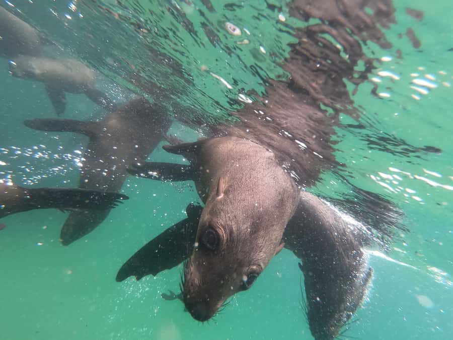 Plettenberg Bay: Seal Swimming Experience - Weather, comfort, and what to bring