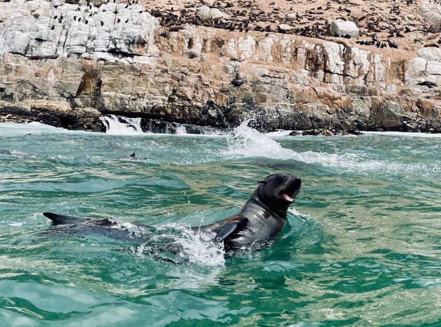 Plettenberg Bay: Seal Viewing Boat Trip - Watching Cape fur seals at Robberg