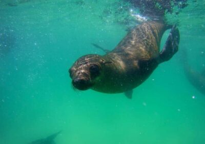 Seal Viewing Boat Trip