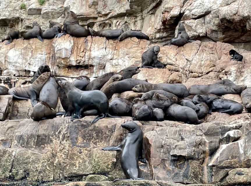 Plettenberg Bay: Seal Viewing Boat Trip - Free photos make the $32 price easier to judge