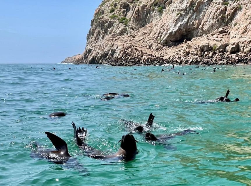Plettenberg Bay: Seal Viewing Boat Trip - What the boat trip feels like for families