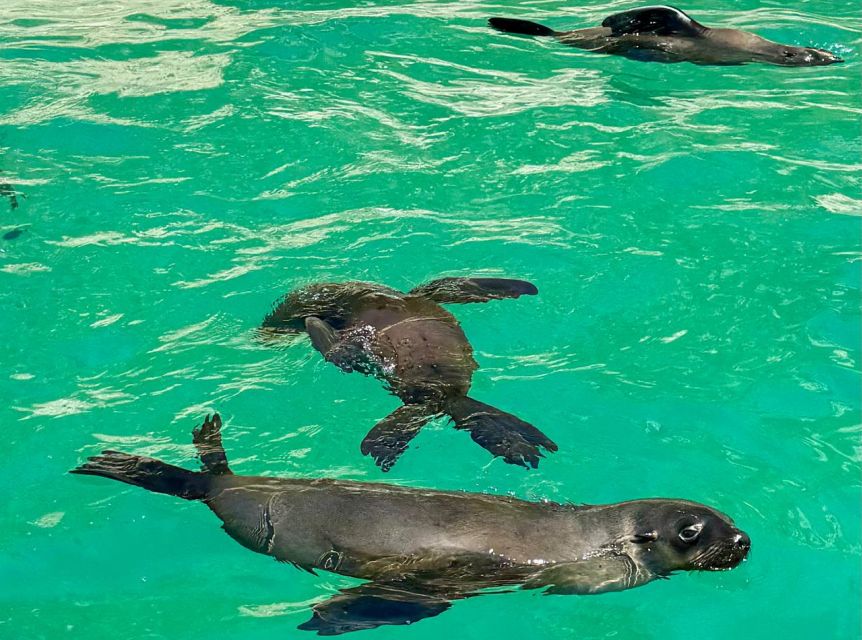 Plettenberg Bay: Seal Viewing Boat Trip - Who should book this Plettenberg Bay outing