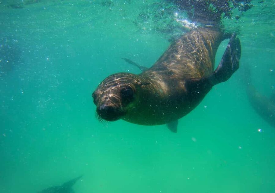 Plettenberg Bay: Seal Viewing Boat Trip - The beach launch sets the tone