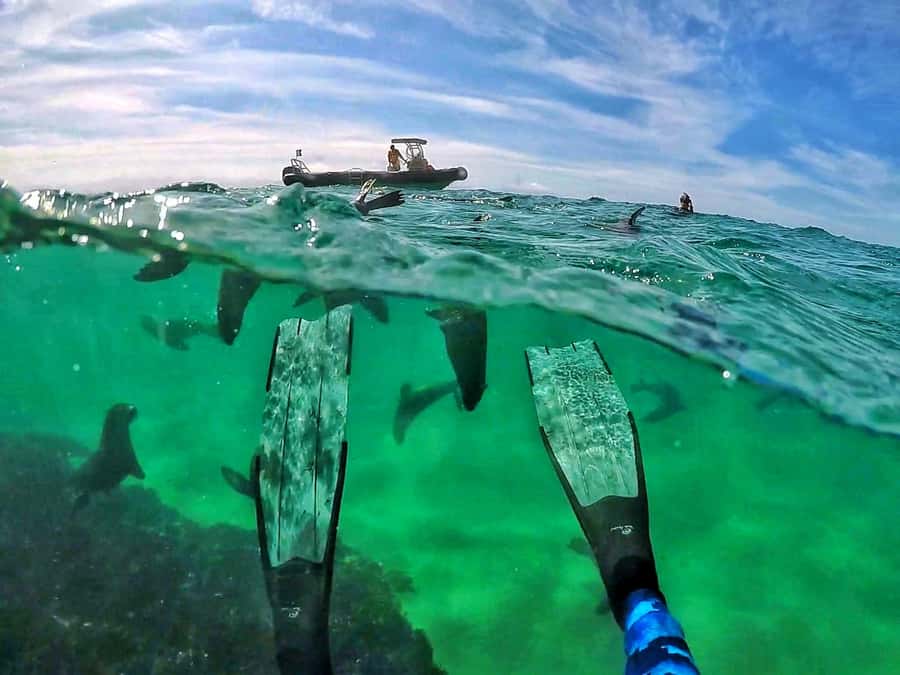 Plettenberg Bay: Swim with Seals - Key points before you book