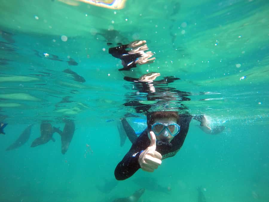 Plettenberg Bay: Swim with Seals - Should you book it?