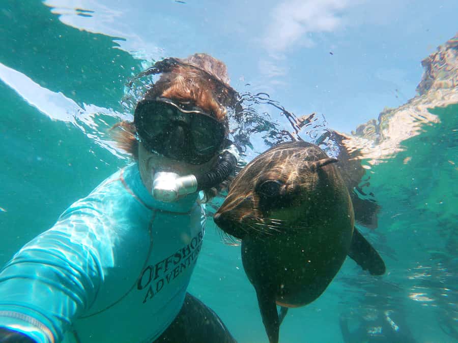 Plettenberg Bay: Swim with Seals - Meeting thousands of Cape fur seals